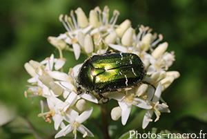 Cetonia aurata